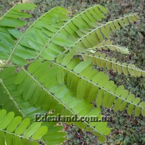 Изображение Кассия мускусная - Cassia moschata