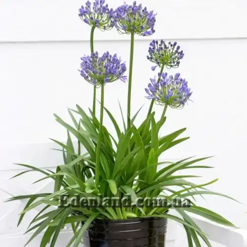 Изображение Агапантус ранний - Agapanthus praecox
