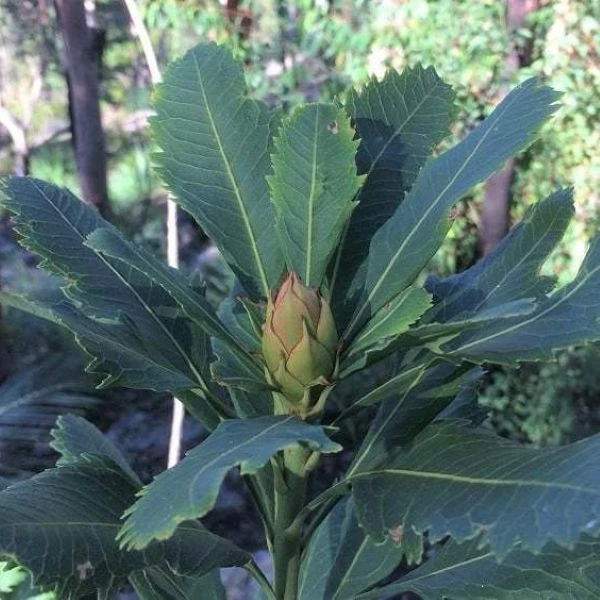 Зображення Телопея прекрасна - Telopea speciosissima 