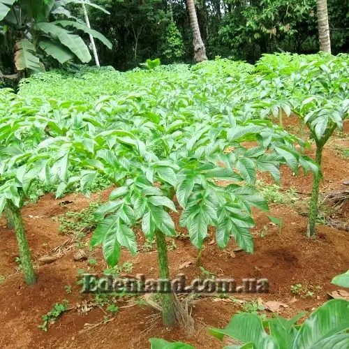 Изображение молодые растения