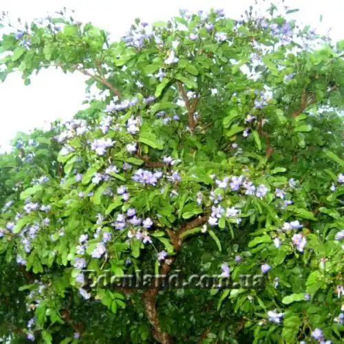 Изображение Гваякум лекарственный - Guaiacum officinale