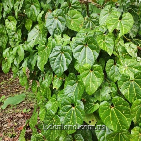 Изображение Аристолохия беложильчатая  - Aristolochia leuconeura