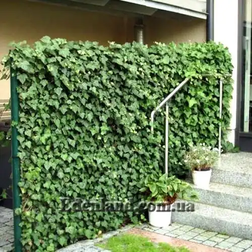 Изображение Плющ обыкновенный - Hedera helix