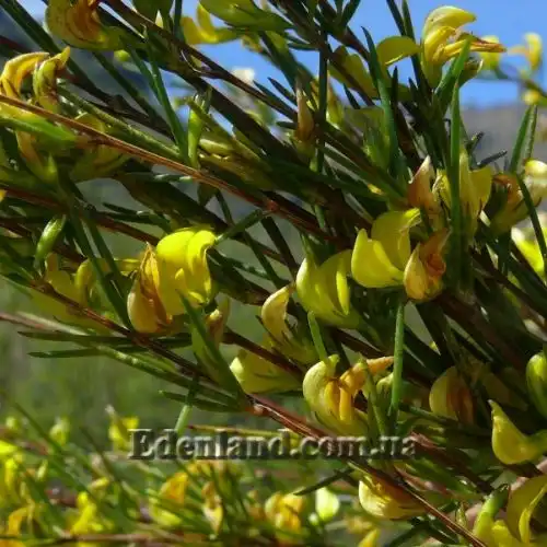 Изображение Аспалатус линейный - Aspalathus linearis