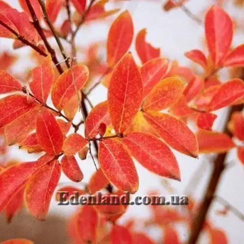 Изображение Лагерстремия индийская - Lagerstroemia indica 