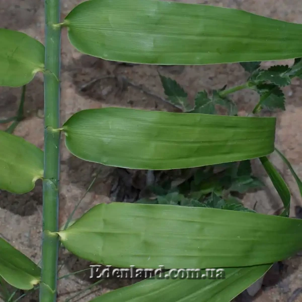 Зображення Флагелларія індійська - Flagellaria indica