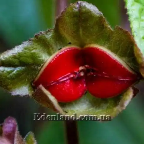 Изображение Дримония аллоплектусовидная - Drymonia alloplectoides