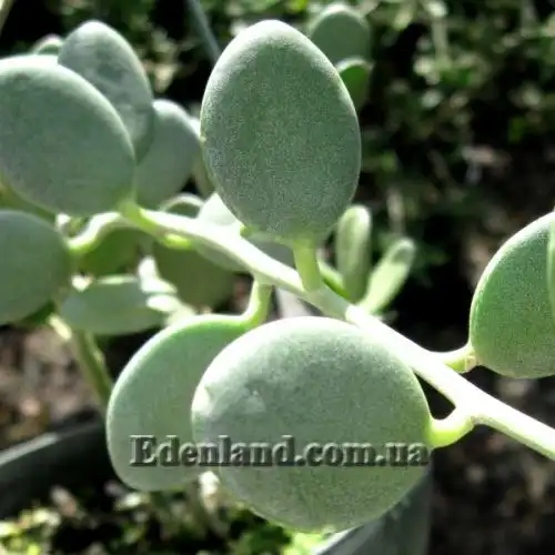 Зображення Ксеросіціос данги - Xerosicyos danguyi