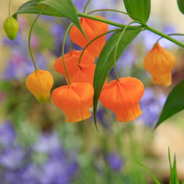 Изображение Сандерсония оранжевая  - Sandersonia aurantiaca