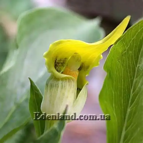Зображення Арізема жовта - Arisaema flavum