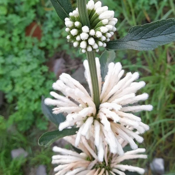 Леонотис леонурус белоцветковый - Leonotis leonurus Alba