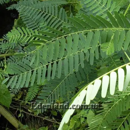 Изображение Сесбания яванская - Sesbania javanica