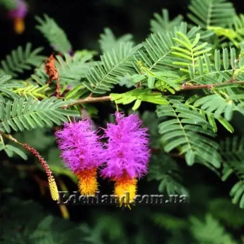 Зображення Дихростахіс попелястий - Dichrostachys cinerea