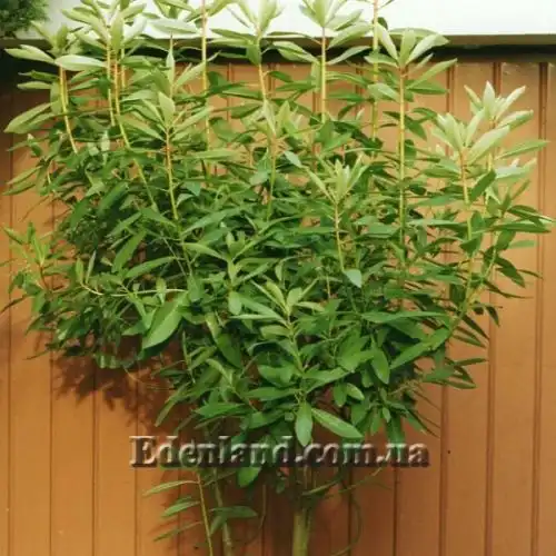 Изображение Дримис Винтера - Drimys winteri