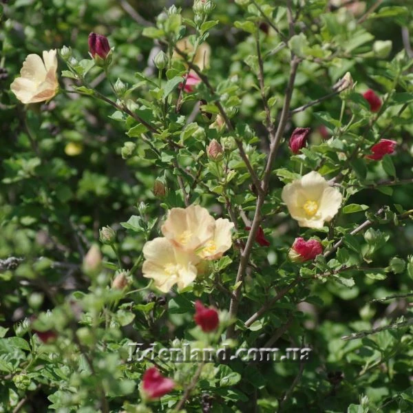 Зображення Павонія обгризена - Pavonia praemorsa