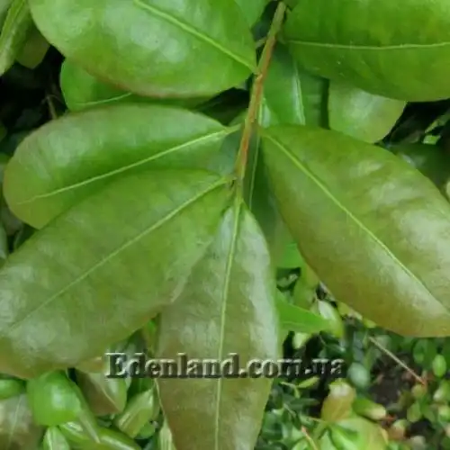 Изображение Блефарокаликс Круксханкса - Blepharocalyx cruckshanksii