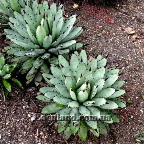 Изображение Агава крупноколючковая - Agave macroacantha