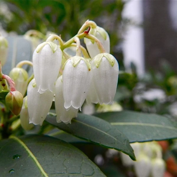 Изображение Пиерис японский   - Pieris japonica