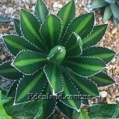 Изображение Агава одноленточная - Agave univittata