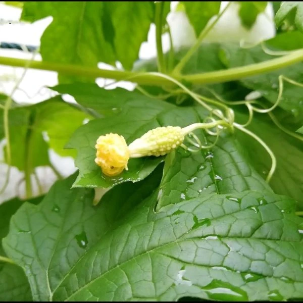 Зображення Момордика харантія ‘Біла’ - Momordica charantia ‘White’ 