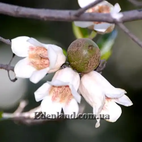 Изображение Ротмания шаровидная - Rothmannia globosa