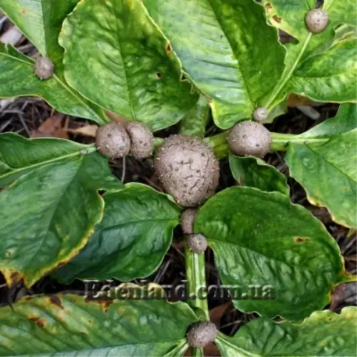 Зображення бульби на листі