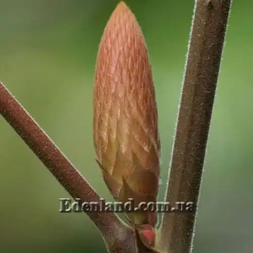 Изображение Урария волосатая - Uraria crinite