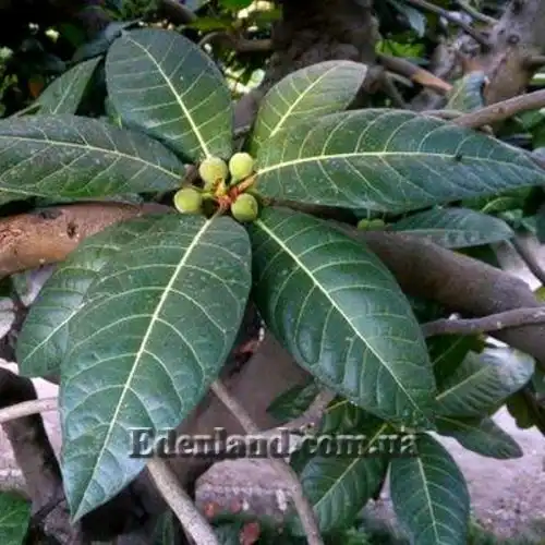 Изображение Фикус Харбофилла (красиволистный) - Ficus habrophylla
