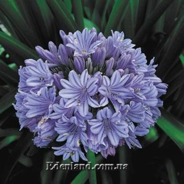 Изображение Агапантус карликовый голубой  - Agapanthus nana blue