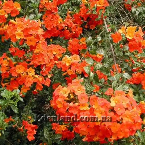 Изображение Стрептосолен Джеймсона - Streptosolen jamesonii