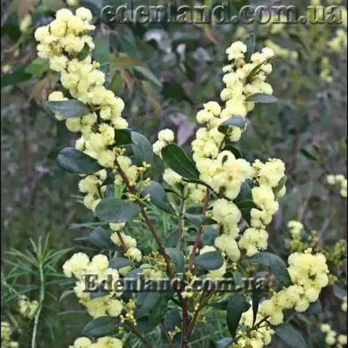 Акація миртолистна - Acacia myrtifolia
