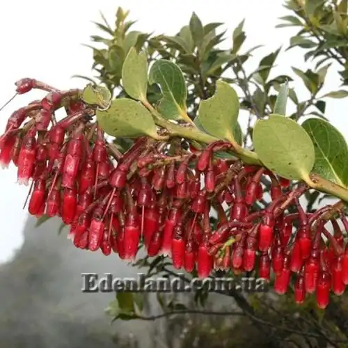 Изображение цветущая ветвь