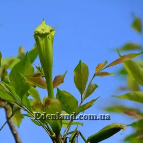 Изображение Долихандрона мелкопильчатая - Dolichandrone serrulata