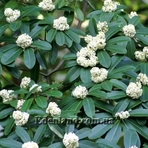 Изображение Альстония школьная - Alstonia scholaris