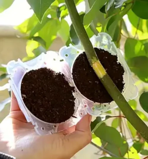 Зображення Контейнер для укорінення рослин прозорий