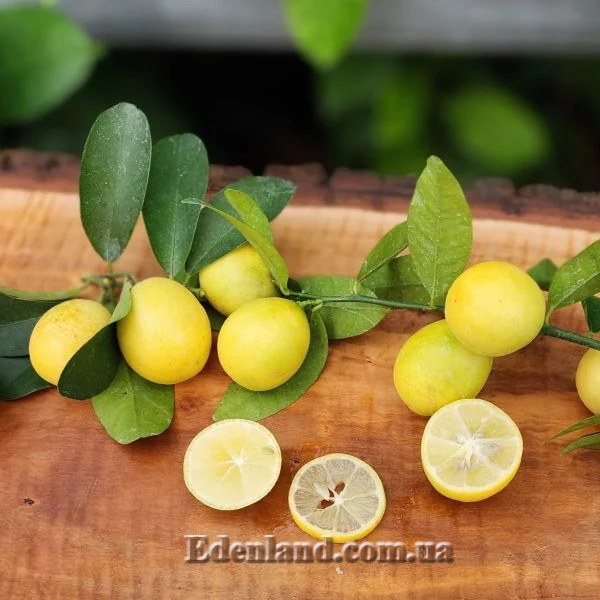 Зображення Лаймкват Лейкленд - Limequat Lakeland 