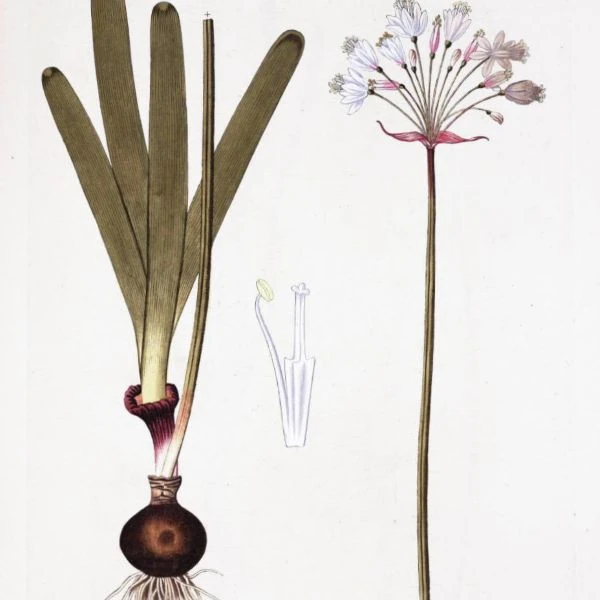 Изображение Струмария усеченная - Strumaria truncata 