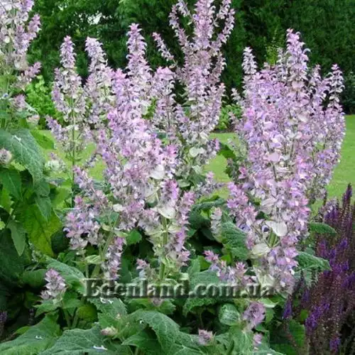 Зображення Шавлія мускатна - Salvia sclarea