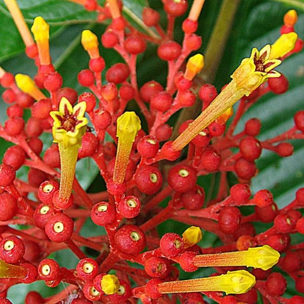 Зображення Ісертія Хенке - Isertia haenkeana 