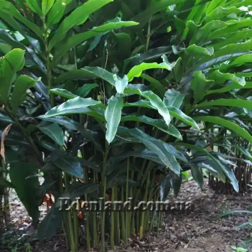 Изображение Альпиния малаккская - Alpinia malaccensis