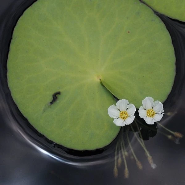 Изображение Нимфоидес водный - Nymphoides aquatica 