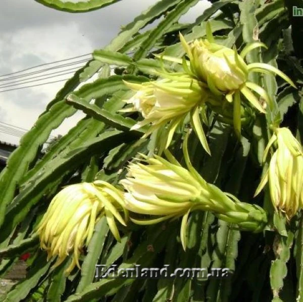 Изображение цветы 