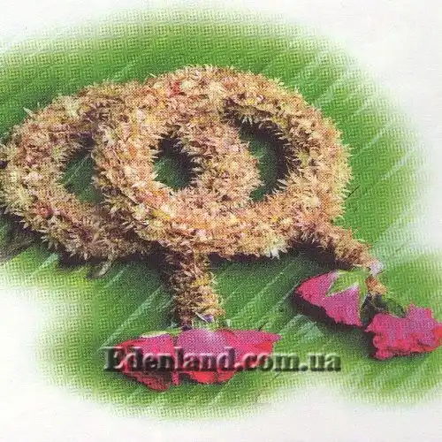 Изображение ароматные браслеты