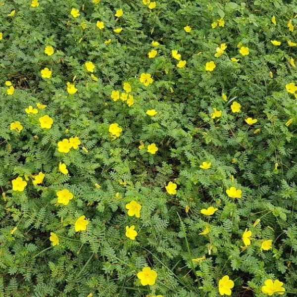 Изображение Трибулус или Якорцы стелющиеся  - Tribulus terrestris