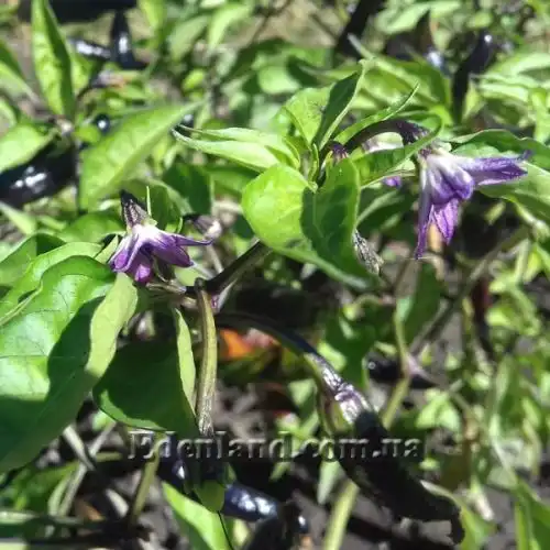 Изображение Перец Халапеньо фиолетовый - Jalapeno Pepper Purpl