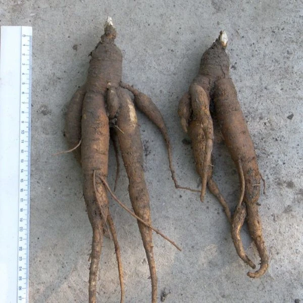 Изображение Мандрагора осенняя - Mandragora autumnalis 