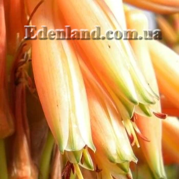 Зображення квіти