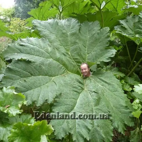 Изображение лист (вид сверху)