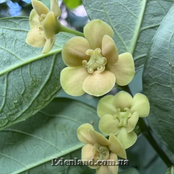 Изображение светлый женский цветок