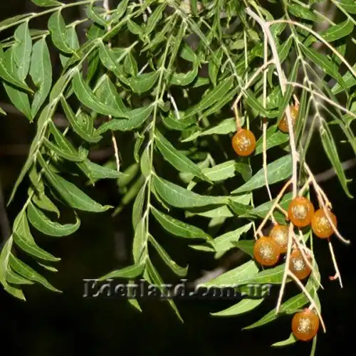 Изображение Сапиндус мыльный - Sapindus saponaria